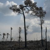 Le Brésil ne parviendra pas seul à protéger l'Amazonie d'une telle déforestation. Le président Lula lance un appel à l'aide aux autres pays.